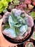 Echeveria Hearts Delight