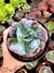 Echeveria Hearts Delight - Meu Quintal Suculento