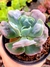 Echeveria Hearts Delight - comprar online