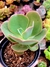 Gibiflora Hibrida - comprar online