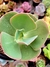 Gibiflora Hibrida