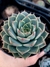 Echeveria Marphin - comprar online