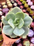 Echeveria Morvan na internet