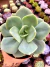 Echeveria Morvan - comprar online