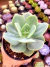 Echeveria Morvan