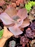 Gibiflora Hibrida Mauna x Rubromarginata - comprar online