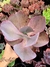 Gibiflora Hibrida Mauna x Rubromarginata