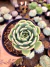 Echeveria Love´s Fire - comprar online