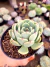 Echeveria Love´s Fire na internet