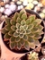 Echeveria Obscuris na internet