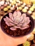 Echeveria Laulensis - Meu Quintal Suculento