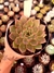 Echeveria Vertix Rubrae - comprar online