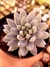 Sedeveria Lilac Mist na internet