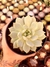 Echeveria Elation - comprar online
