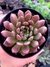 Graptoveria Bashful
