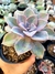 Graptoveria Douglas Huth - comprar online