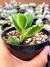 Cotyledon Tomentosa Variegata - Pata de Urso