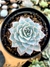 Echeveria Subssessilis