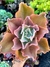 Gibiflora Neon