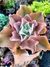 Gibiflora Neon - comprar online