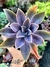 Graptoveria Fred Ives
