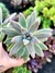 Graptopetalum Francesco Baldi