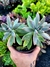 Graptopetalum Francesco Baldi - comprar online