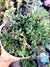 Crassula Expansa subsp. fragilis