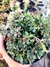 Crassula Expansa subsp. fragilis na internet