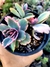 Kalanchoe Fedtschenkoi Variegata - comprar online