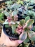 Crassula Money Maker Variegata