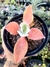 Kalanchoe Orelha de Burro - comprar online