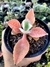 Kalanchoe Orelha de Burro