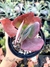 Kalanchoe Orelha de Elefante