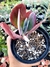 Kalanchoe Orelha de Elefante - comprar online