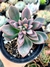 Echeveria Rezry - loja online