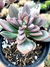 Echeveria Rezry - Meu Quintal Suculento