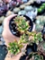 Echeveria Supia