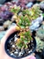 Echeveria Supia - comprar online