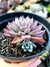 Echeveria Winds of Change