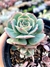Echeveria Glória - comprar online