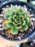 Echeveria Rosalinda