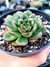 Echeveria Rosalinda - comprar online