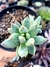 Pachyphytum Compactum Diamante
