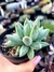 Pachyphytum Compactum Diamante - comprar online