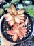 Sedum Adolphi