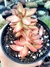 Sedum Adolphi - comprar online