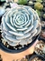 Echeveria Wavellite - comprar online