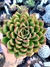 Echeveria Skate - Meu Quintal Suculento