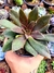 Echeveria Brown Sugar